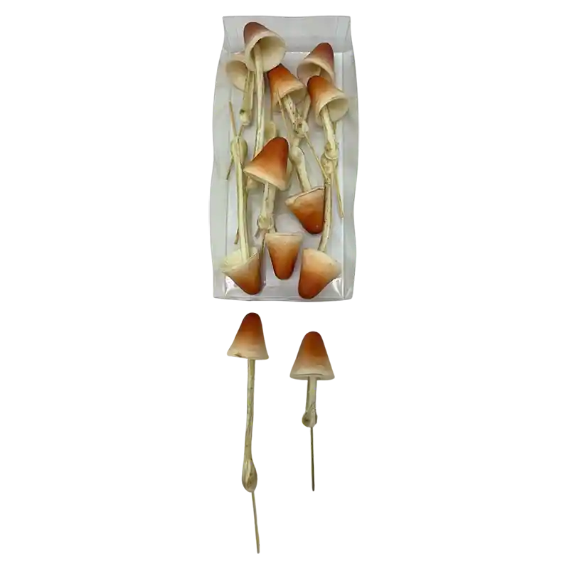 Pilz Bammi-162207