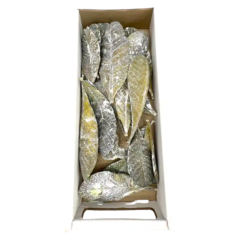 Blatt Oldenburgia