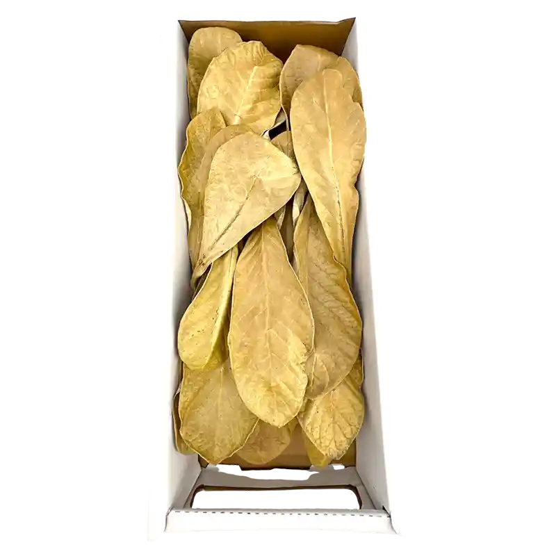 Blatt Oldenburgia