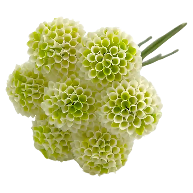Pompombund