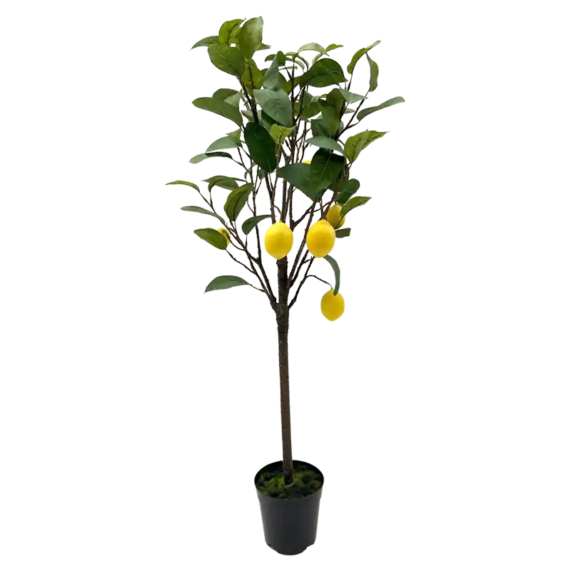 Zitronenbaum-214938
