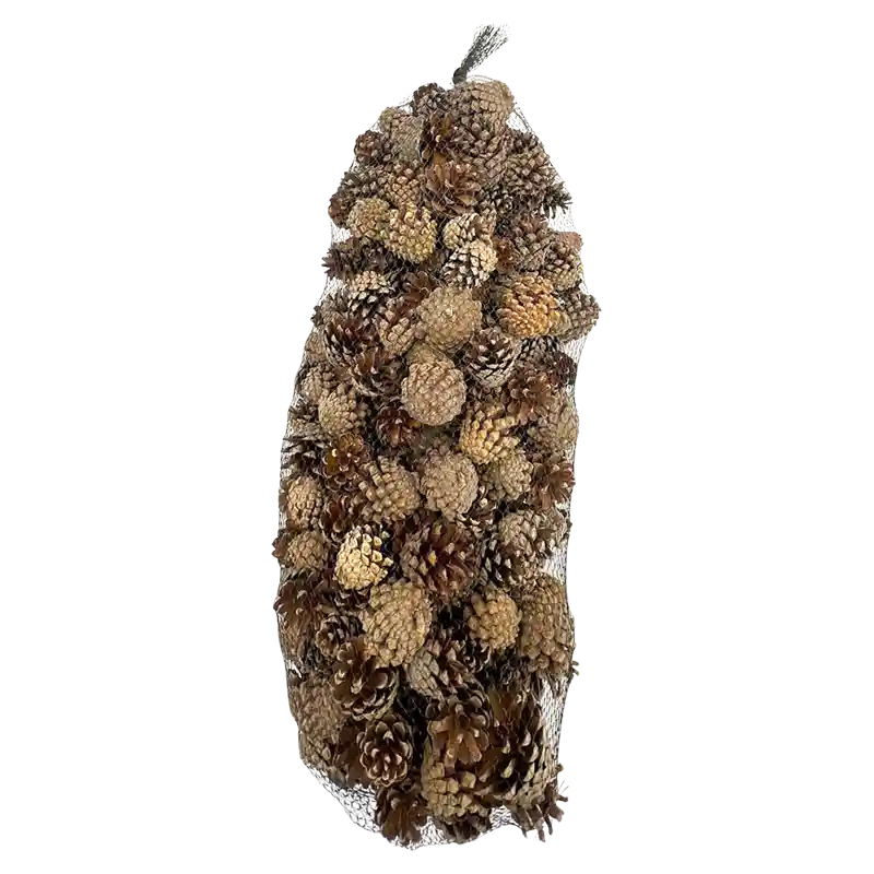Zapfen