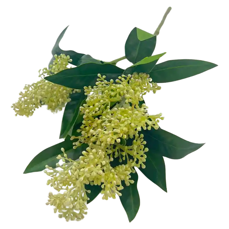 Skimmia