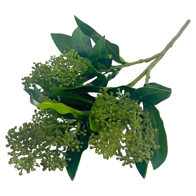 Skimmia