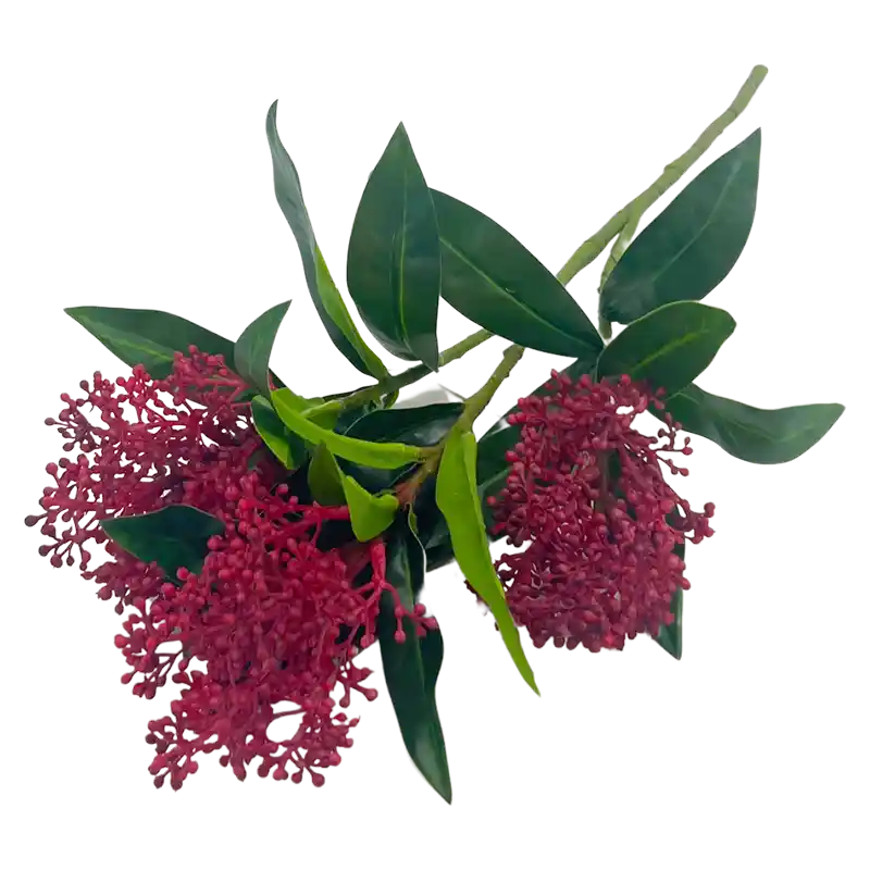 Skimmia