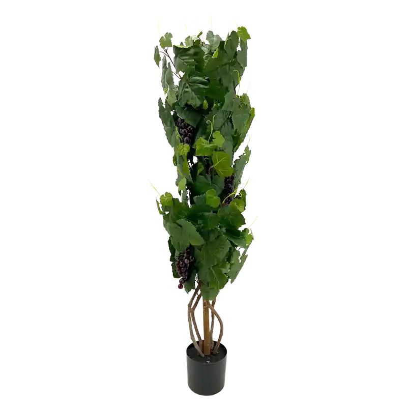 Weinrebe-218436