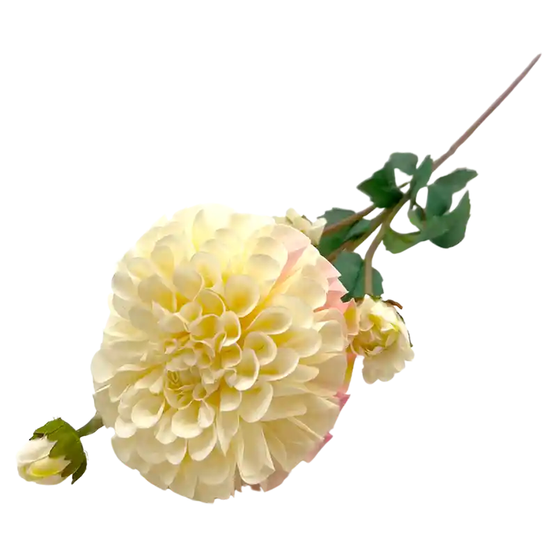 Dahlienzweig