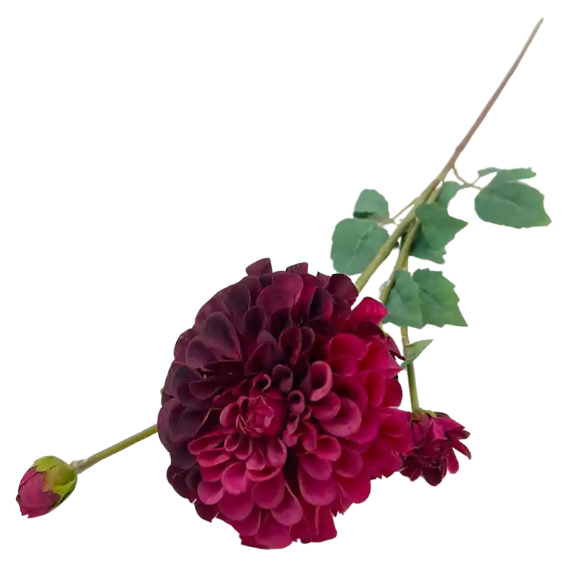 Dahlienzweig