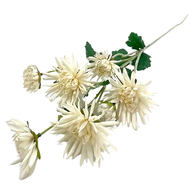 Chrysantheme