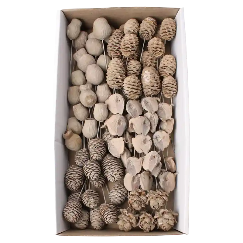 Leucadendron Sortiment