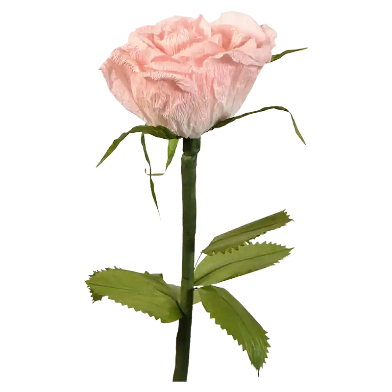 Rose-227815