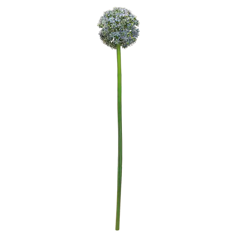Allium