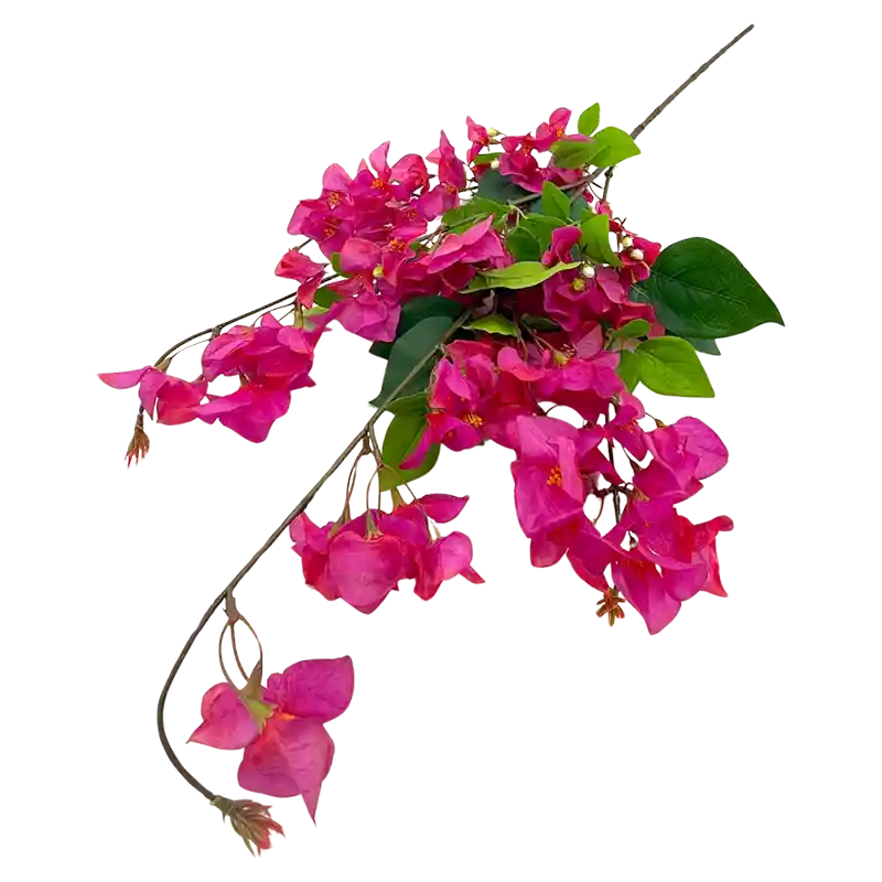 Bougainvilleazweig