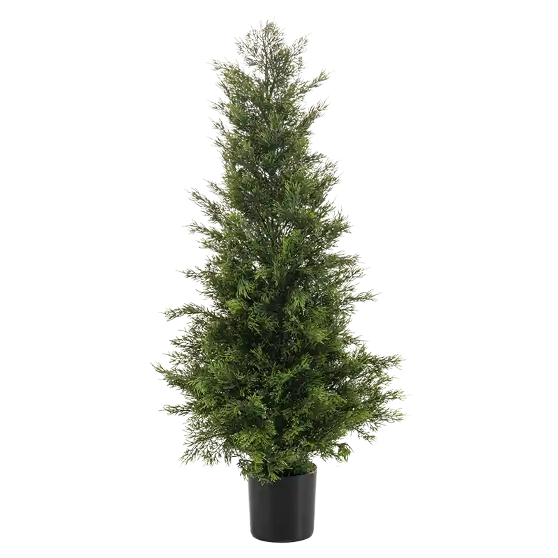 Zedernbaum-233227
