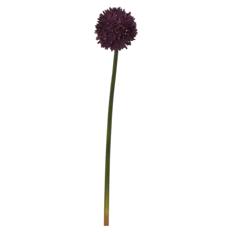 Allium-866652
